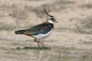 The Rare lapwing 
